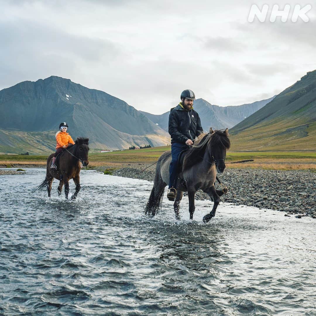 NHK「世界はほしいモノにあふれてる」さんのインスタグラム写真 - (NHK「世界はほしいモノにあふれてる」Instagram)「\地球を駆ける馬🐎×アイスランド🇮🇸/  今回のゲスト #山井梨沙 さんが忘れられない旅をした、 #アイスランド。  手つかずの大自然が広がり、 生まれたままの姿の地球を体感したといいます🌏  そんなアイスランドの旅で、 特に印象に残っているというのが、乗馬🏇 それも、どこにでもいる馬ではなく、 固有種の『アイスランド馬』なんだそうです。  ポニーほどの大きさで、人なっこいという彼ら、 優しいお顔をしてますよね！  そして乗り心地もバツグンで、大自然を楽しむのに最適な、 ある特徴を持っているんです。  その秘密は、#５月３日夜10時 からの放送で 詳しくお伝えしますよ〜😺  亮平さん、JUJUさんもビックリした、 ひと仕事終えた後のお馬さんの行動にも注目です！  最後の写真は、乗馬を教えてくれたご夫妻が、 山井さんに食べさせてくれたというベルギーワッフル🧇 爽快なアクティビティを体験できるだけでなく、 美味しいものもいただけるなんて、最高ですね！  ちなみに、せかほしスタッフ🐱、 乗馬ではないですが、#スリランカ🇱🇰 で 象さん🐘に乗せていただいたのが、印象深い思い出です。  皆さんは海外での動物との触れ合い、 思い出に残っていることはありますか？  #海外旅行 #おうち旅行 #おうち時間 #アイスランド #馬 #乗馬 #ベルギーワッフル  #鈴木亮平 #JUJU #神尾晋一郎 #nhk #せかほし #世界はほしいモノにあふれてる #sekastagram」4月27日 19時10分 - nhk_sekahoshi