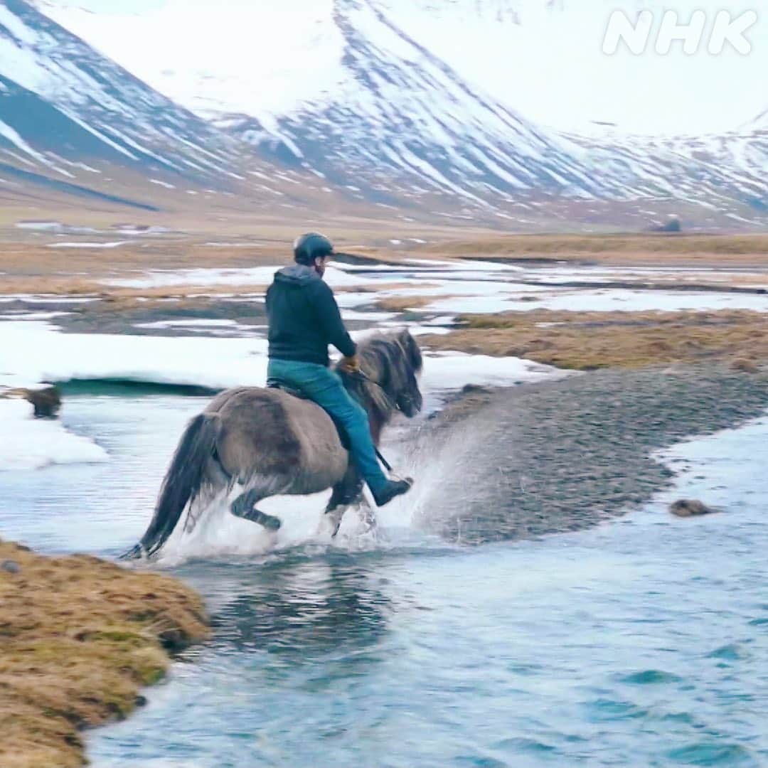 NHK「世界はほしいモノにあふれてる」さんのインスタグラム写真 - (NHK「世界はほしいモノにあふれてる」Instagram)「\地球を駆ける馬🐎×アイスランド🇮🇸/  今回のゲスト #山井梨沙 さんが忘れられない旅をした、 #アイスランド。  手つかずの大自然が広がり、 生まれたままの姿の地球を体感したといいます🌏  そんなアイスランドの旅で、 特に印象に残っているというのが、乗馬🏇 それも、どこにでもいる馬ではなく、 固有種の『アイスランド馬』なんだそうです。  ポニーほどの大きさで、人なっこいという彼ら、 優しいお顔をしてますよね！  そして乗り心地もバツグンで、大自然を楽しむのに最適な、 ある特徴を持っているんです。  その秘密は、#５月３日夜10時 からの放送で 詳しくお伝えしますよ〜😺  亮平さん、JUJUさんもビックリした、 ひと仕事終えた後のお馬さんの行動にも注目です！  最後の写真は、乗馬を教えてくれたご夫妻が、 山井さんに食べさせてくれたというベルギーワッフル🧇 爽快なアクティビティを体験できるだけでなく、 美味しいものもいただけるなんて、最高ですね！  ちなみに、せかほしスタッフ🐱、 乗馬ではないですが、#スリランカ🇱🇰 で 象さん🐘に乗せていただいたのが、印象深い思い出です。  皆さんは海外での動物との触れ合い、 思い出に残っていることはありますか？  #海外旅行 #おうち旅行 #おうち時間 #アイスランド #馬 #乗馬 #ベルギーワッフル  #鈴木亮平 #JUJU #神尾晋一郎 #nhk #せかほし #世界はほしいモノにあふれてる #sekastagram」4月27日 19時10分 - nhk_sekahoshi