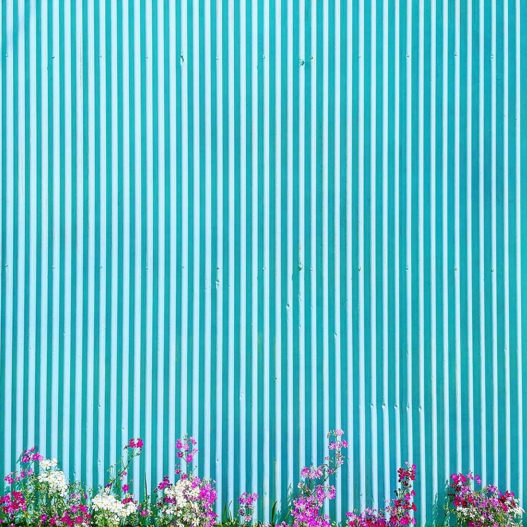 まめのインスタグラム：「. . . モノに気持ちは通じるか？の実験で、 . 「ありがとう」を言い続けた(炊いた)お米と 無視したお米。 . 無視したお米は一ヶ月後にはドロドロに腐り、 「ありがとう」と声をかけ続けたお米は5ヶ月間腐らず、しかも、発酵して(！) 最後まで腐らなかった。 そして、「ありがとう」と言って土に還した…。 . という実話をネット上で読んで、 感動したー🥺😭😂 . #ザ壁部 #トタニズム #ihaveathingforwalls .  #igersjp #indies_minimal #reco_ig #shotoniphone #youmobile」