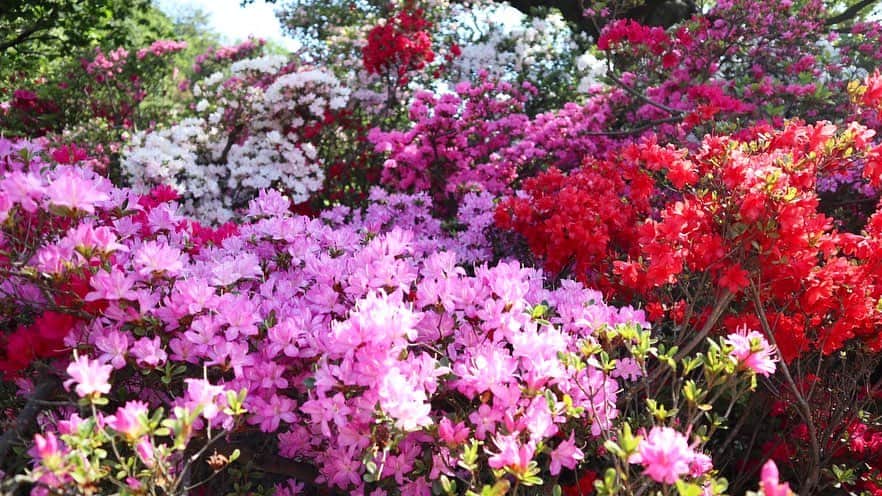 吉田有希さんのインスタグラム写真 - (吉田有希Instagram)「📍あしかがフラワーパーク💐 #flowerpark #beautiful #colorful #wisteria #holiday  #時差投稿」4月27日 20時24分 - yuuki329_h