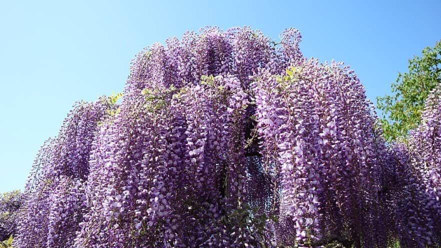 吉田有希さんのインスタグラム写真 - (吉田有希Instagram)「📍あしかがフラワーパーク💐 #flowerpark #beautiful #colorful #wisteria #holiday  #時差投稿」4月27日 20時24分 - yuuki329_h