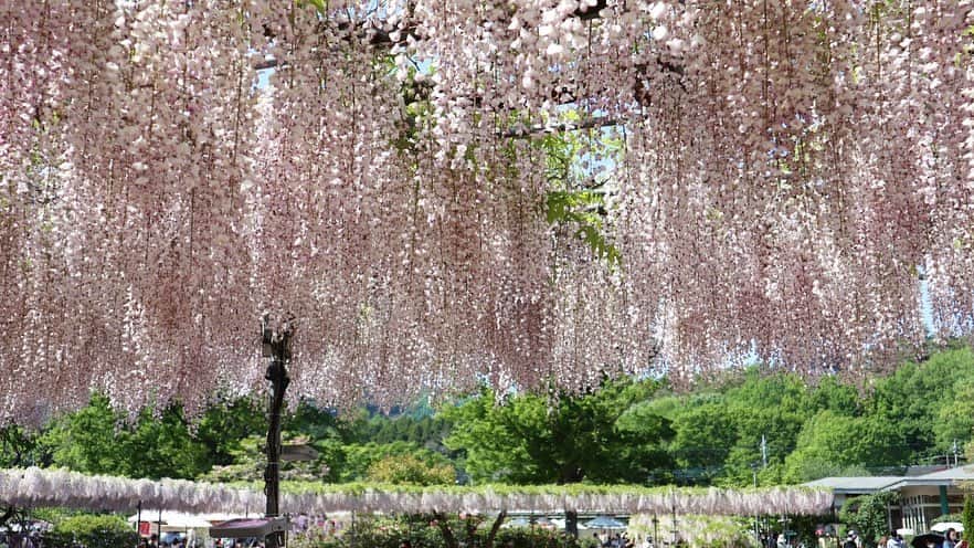 吉田有希さんのインスタグラム写真 - (吉田有希Instagram)「📍あしかがフラワーパーク💐 #flowerpark #beautiful #colorful #wisteria #holiday  #時差投稿」4月27日 20時24分 - yuuki329_h