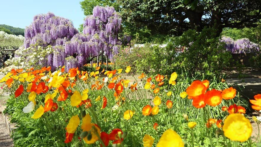 吉田有希さんのインスタグラム写真 - (吉田有希Instagram)「📍あしかがフラワーパーク💐 #flowerpark #beautiful #colorful #wisteria #holiday  #時差投稿」4月27日 20時24分 - yuuki329_h