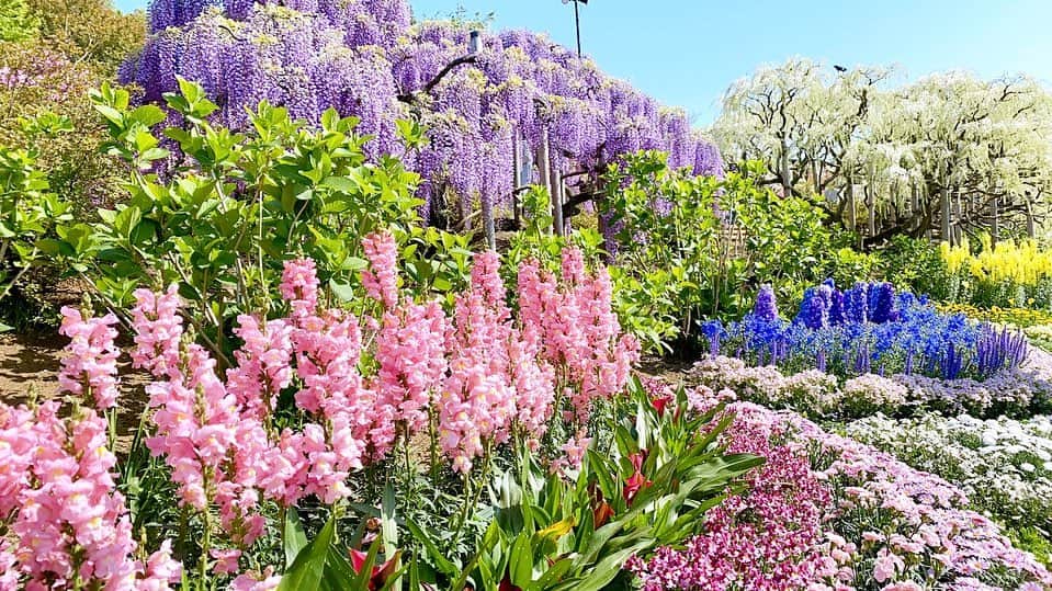 吉田有希のインスタグラム：「📍あしかがフラワーパーク💐 #flowerpark #beautiful #colorful #wisteria #holiday  #時差投稿」