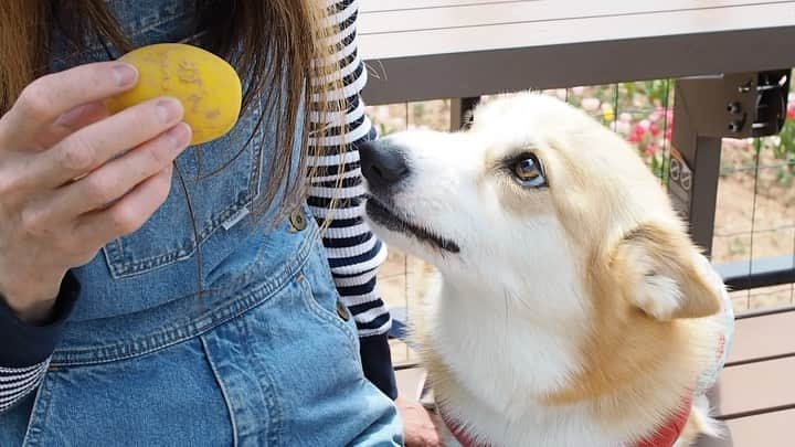 ericoのインスタグラム：「✩ ✩ 生にこちゃんの 生"ムッキー" 可愛くてたまりませんがな😂😂❤️ ✩ 小さい力丸くんや 小さいももちゃんに ポケッタブルにこちゃん そして小力丸ズともコラボしてもらいました✨🥰 ✩ Niko-chan's smile is very cute❤️ ✩ #コーギー  #犬のいる暮らし#pembrokewelshcorgi  #corgistagram #barked #myfavcorgi #buzzfeed #corgisofinstagram  #dailyfluff #9gag #weeklyfluff #dogstagram #corgibutt   #корги #코기」