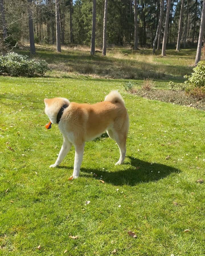 Mikkaのインスタグラム：「They’ve become good companions and siblings... although Arno is annoying Mikka the entire time 😂🐶」