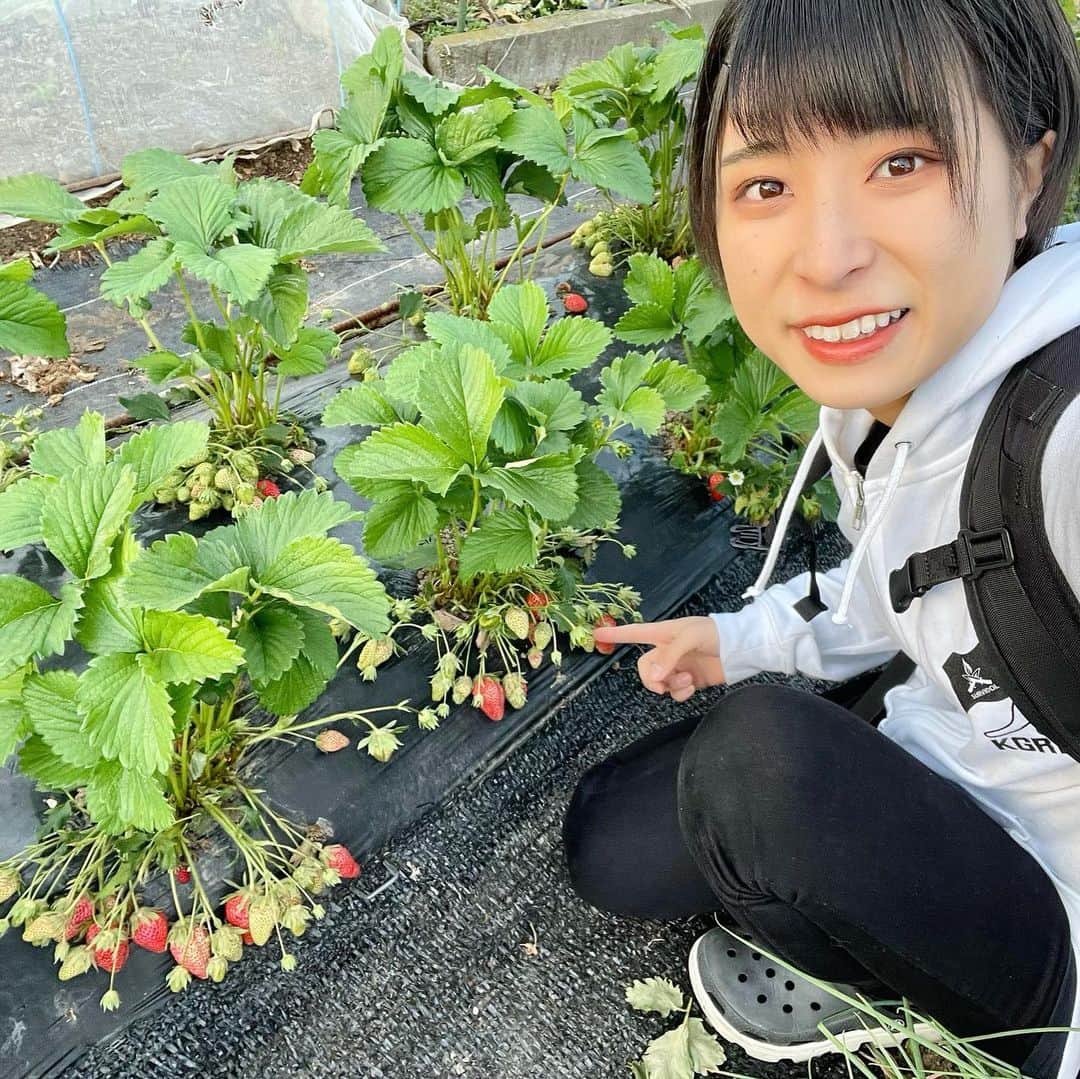 かほなんのインスタグラム：「ひとりイチゴ狩り楽しすぎた〜〜！！🍓  #山菜の師匠が育ててるいちご #師匠は育てるばかりで全然食べないからどんどん赤いの出来てくる #かほなんがもりもり食べました  #ごちそうさまでした🍓」