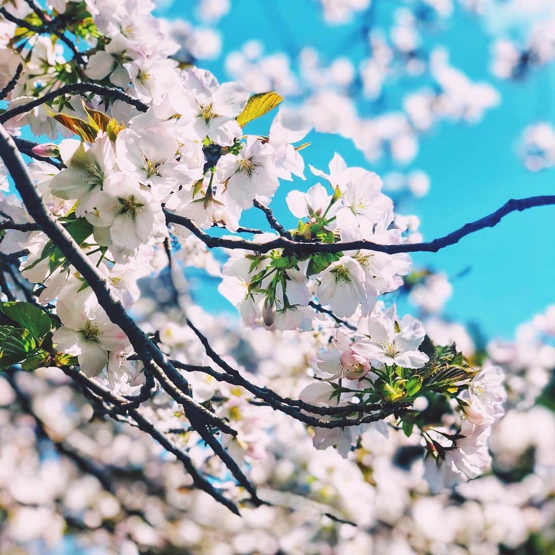わっち☆ wacchiさんのインスタグラム写真 - (わっち☆ wacchiInstagram)「* 僕には戻りたい明日があるから 僕にはまた逢いたいあなたがいるから  #myfavoriteplace  #桜 #cherryblossom  #ザ花部 #花 #flower #空 #sky #青 #blue  #玉ボケ #bokeh #iphonex #iphoneonly #iPhonegraphy #igers #igersjp #instagramjapan #mwjp #WEBSTAPICK #VSCOcam #vsco #vscogood_ #vscogoodshot #hueart_life #shootermag #shootermag_japan #ig_photooftheday #reco_ig #indies_gram」4月27日 23時07分 - 2b1yro_