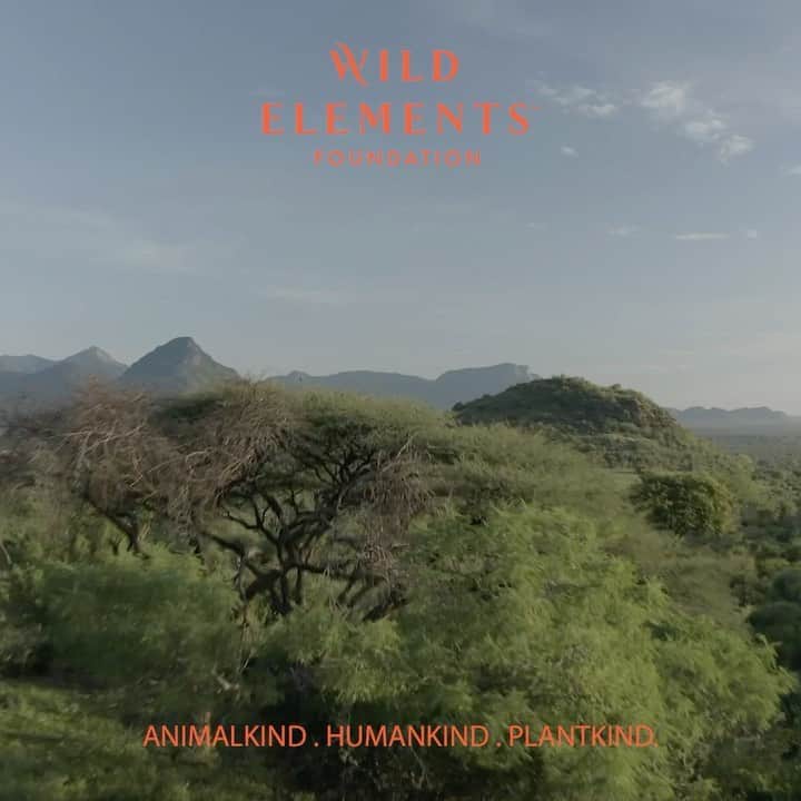 エリザベス・ギリースのインスタグラム：「I’m honored to be a WILD advocate & work alongside the WILD ELEMENTS Foundation, a new foundation working to shift power and vital resources to women, indigenous communities and people of color on the frontlines of conservation. Through the WILD ELEMENTS Foundation Innovators + Advocate program, I have the extraordinary opportunity to work directly with Resson Kantai Duff at Ewaso Lion to harness the power of storytelling to bring community-led conservation and environmental solutions to life. Follow @wildelements to see how we can thrive as one!  #WildElementsFoundation」