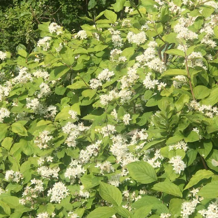のインスタグラム：「おはようございます🦋 ・ ・ #朝の風景 #青 #蝶々 #朝の散歩 #朝の空 #自然 #癒しの時間 #今日もx日和   #goodmorning #nature #naturelovers #blue #butterfly #movie」