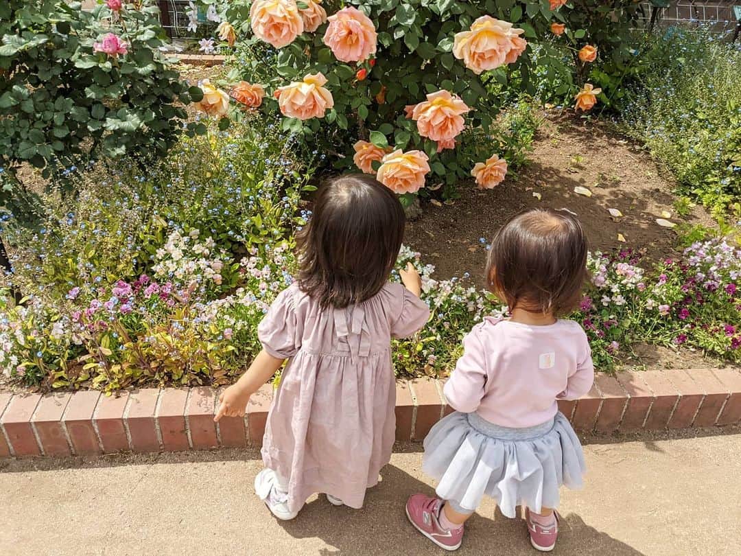 小野恵美のインスタグラム：「日比谷公園はバラが見頃です🌹  お散歩気持ちいい🌿☺️ 女の子同士穏やかにお花を愛でていて可愛いなぁ💕 　  左がうちの娘。 いつの間にか髪伸びた✨ ヘアアレンジできる日も近いかな😍  #女の子ママ #女の子ベビー #ママ #ママライフ #公園 #お散歩 #バラ #薔薇 #日比谷公園 #1歳 #1歳女の子 #1歳7ヶ月」