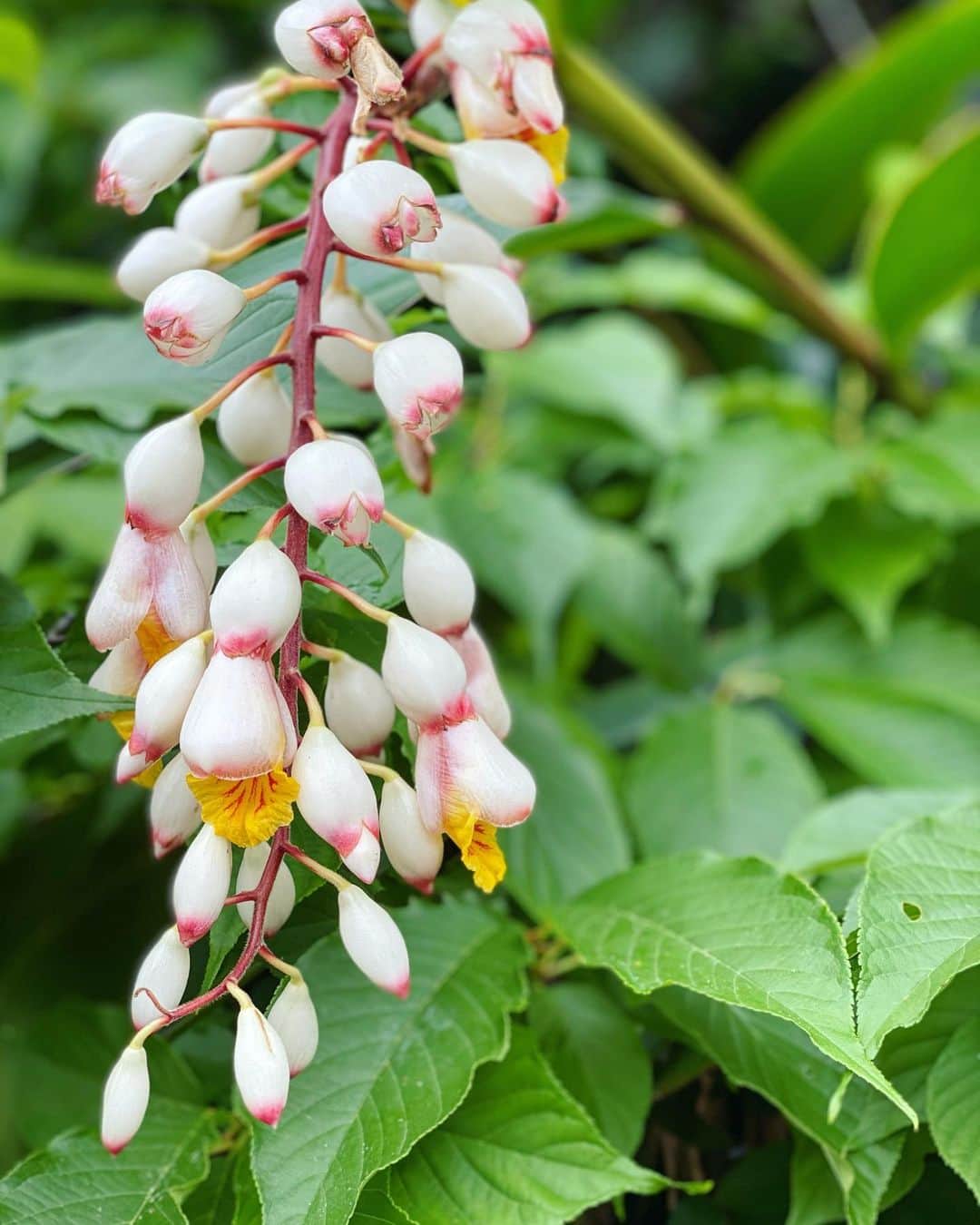 風間ゆみえのインスタグラム：「月桃の花　　  そよぐ風  満ちる月  #植物療法 #フィトテラピー #Alpiniazerumbet」