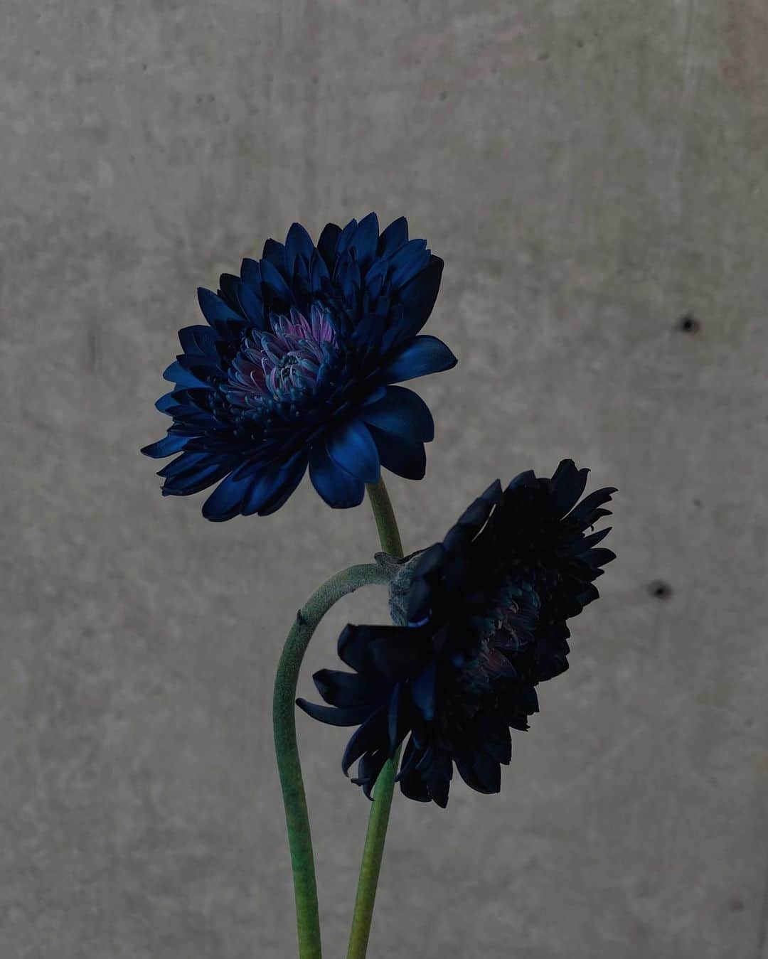 黒石奈央子さんのインスタグラム写真 - (黒石奈央子Instagram)「新しいお花買った。  最近鮮やかな色味のお花買いがち。  #花のある生活」4月28日 17時32分 - blackstone705