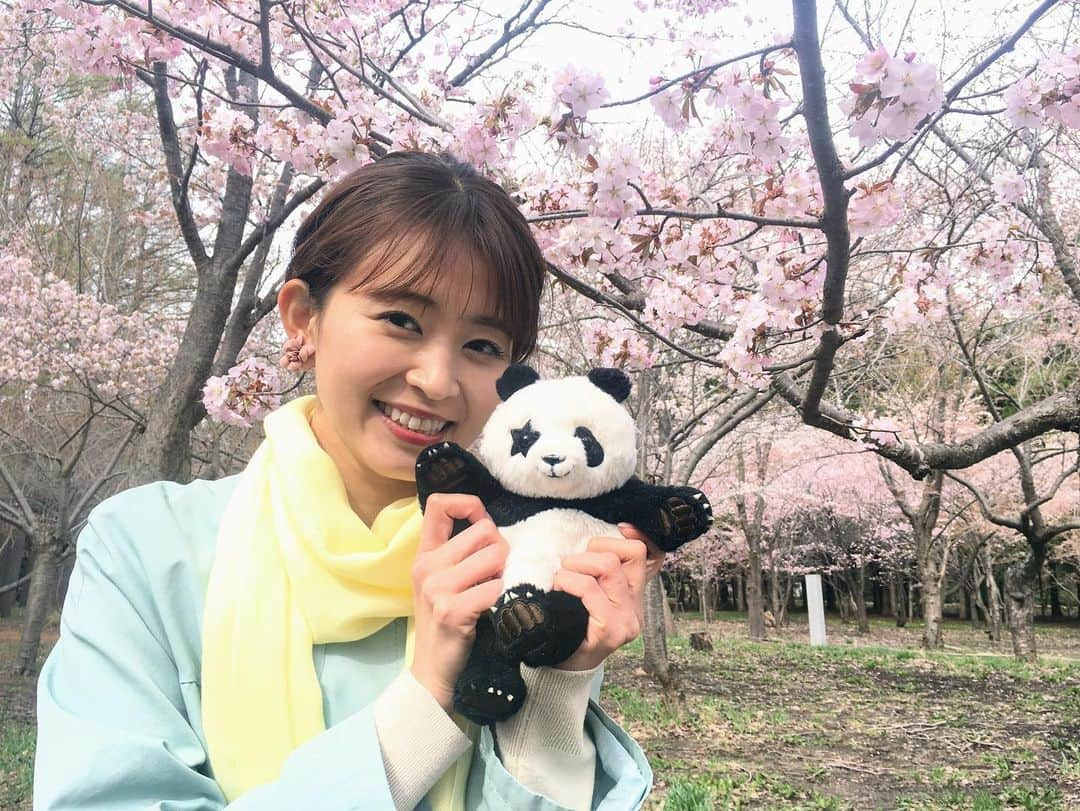 札幌テレビ「どさんこワイド朝」さんのインスタグラム写真 - (札幌テレビ「どさんこワイド朝」Instagram)「きょうの放送では、札幌の桜の名所から生中継をしました。 ZIP!から#星星 も来てくれて、全国にも映像をお届けできました！  あす29日(木)も、市内の桜の映像を生中継でお送りします！ . . #どさんこワイド朝 #大家彩香  #桜 #花見 #おうち花見 #生中継」4月28日 12時32分 - dosanko_asa