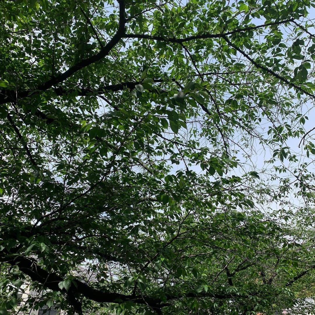 宙也さんのインスタグラム写真 - (宙也Instagram)「桜木。花はもちろん綺麗だけれど。桜の幹や枝の自由な感じがとても好き。ちょうど10年前。震災直後の開花時の夜にここを通った時は真っ暗だった。まさかまた真っ暗な世の中がくるとは。でもまた花は咲くからね。また桜花が見たくて生きてくし歌う。」4月28日 15時08分 - chuya_aquarius