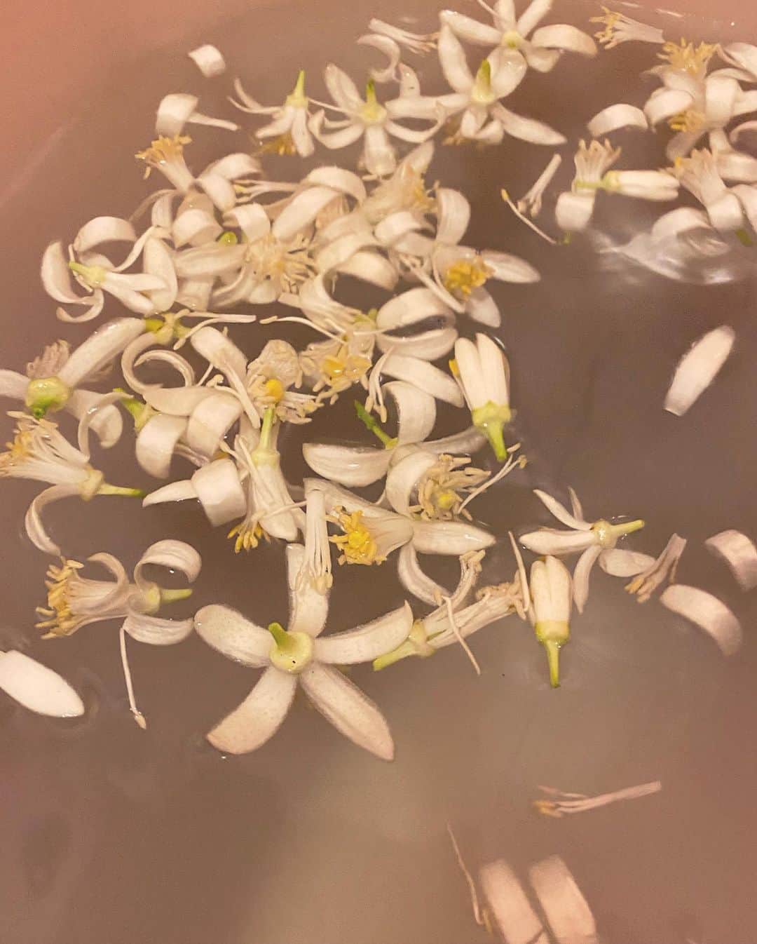 早坂香須子さんのインスタグラム写真 - (早坂香須子Instagram)「満月の夜、天草で満開のネロリが待っていてくれました。  ネロリとはダイダイ（ビターオレンジ）の花からとれるエッセンシャルオイルのこと。  １７世紀イタリアのネロラ公国の公妃アンナ・マリアが愛用した香りは、濃密な甘さの中にほろ苦さも感じる。酸いも甘いも含んだネロリはそっと寄り添う優しさで、不安や傷ついた心も癒します。  昨夜は山水のお風呂にネロリの花を浮かべて、枕に一輪ネロリの花を抱いて。  いつも頭の中が思考でいっぱいの私。 何も考えずにネロリの香りの中、深く深く眠の森へ。  ユカちゃん、ありがとう @yukalicious」4月28日 17時56分 - kazukovalentine