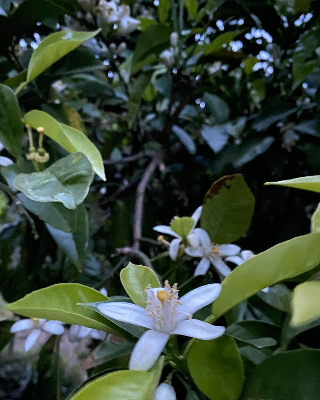 早坂香須子さんのインスタグラム写真 - (早坂香須子Instagram)「満月の夜、天草で満開のネロリが待っていてくれました。  ネロリとはダイダイ（ビターオレンジ）の花からとれるエッセンシャルオイルのこと。  １７世紀イタリアのネロラ公国の公妃アンナ・マリアが愛用した香りは、濃密な甘さの中にほろ苦さも感じる。酸いも甘いも含んだネロリはそっと寄り添う優しさで、不安や傷ついた心も癒します。  昨夜は山水のお風呂にネロリの花を浮かべて、枕に一輪ネロリの花を抱いて。  いつも頭の中が思考でいっぱいの私。 何も考えずにネロリの香りの中、深く深く眠の森へ。  ユカちゃん、ありがとう @yukalicious」4月28日 17時56分 - kazukovalentine