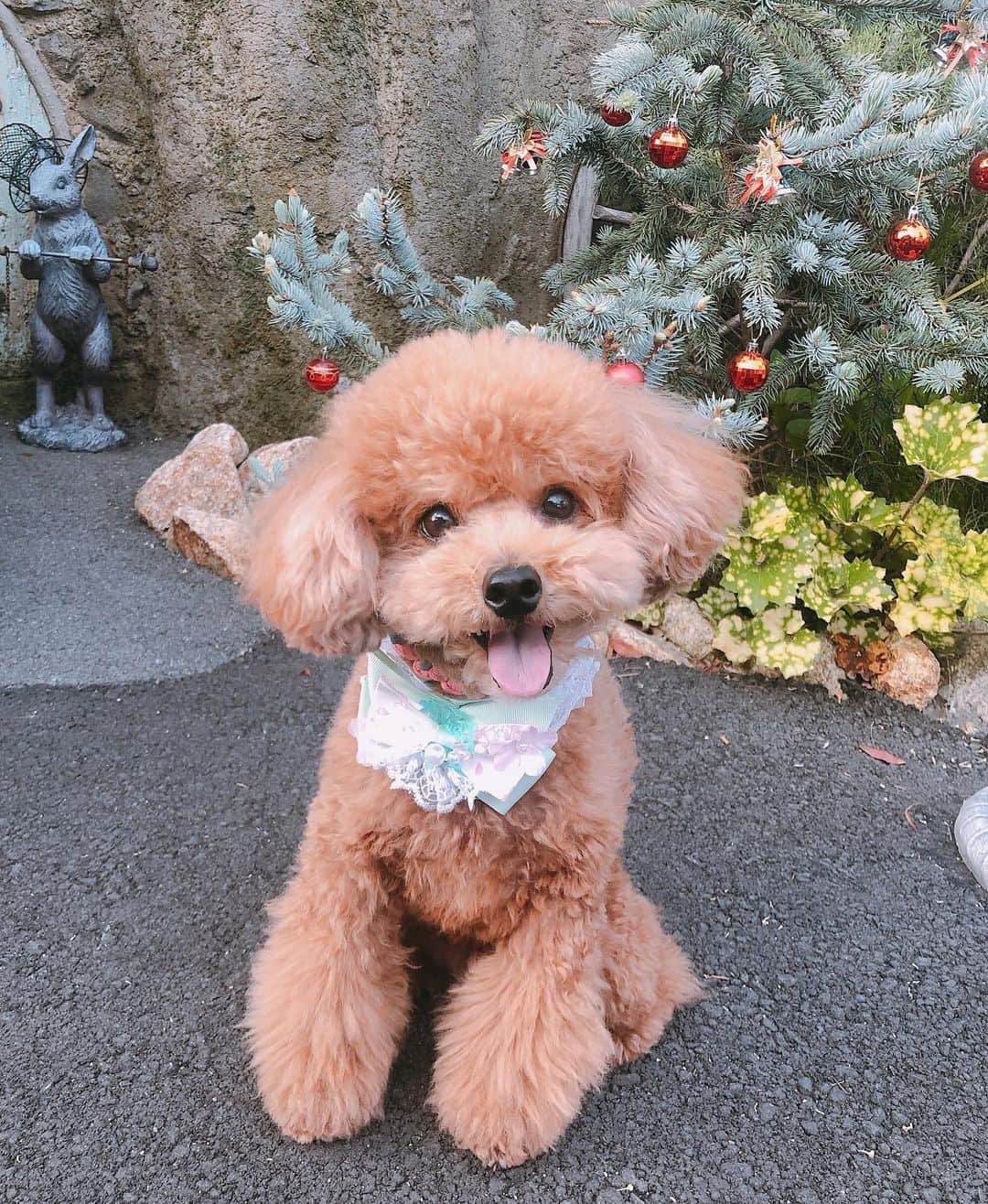 小椋寛子さんのインスタグラム写真 - (小椋寛子Instagram)「チョコの病院帰りに🐶📷 可愛く撮れたので待ち受けにしました🥰  #トイプードル #toypoodle #dog #いぬすたぐらむ #愛犬」4月28日 18時09分 - ogura_hiroko