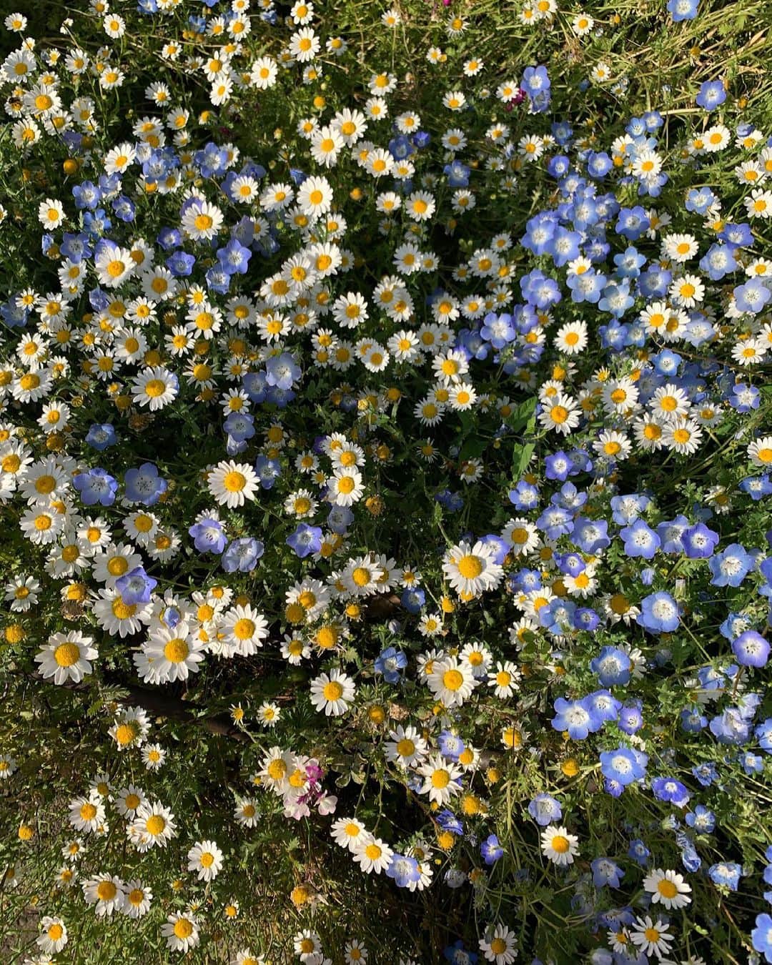 花盛友里のインスタグラム：「💕🌈☁️💕🌈☁️💕🌈☁️💕」
