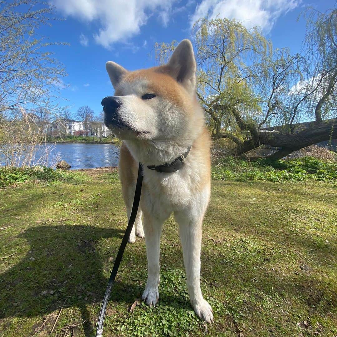 Mikkaのインスタグラム：「Always posing 🐕」