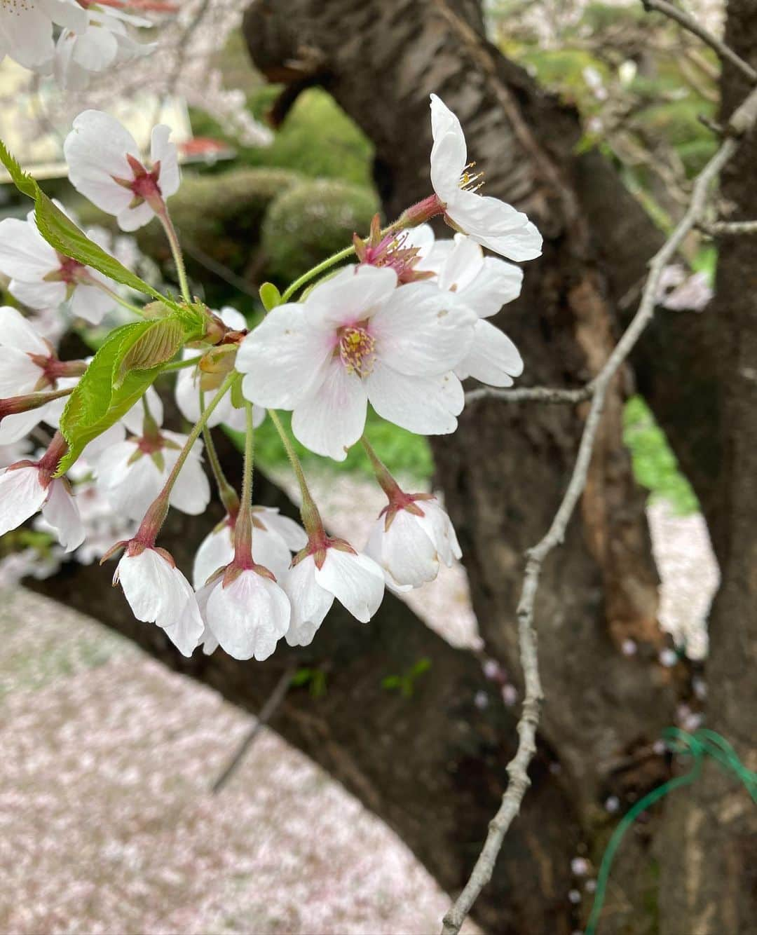 戸羽望実さんのインスタグラム写真 - (戸羽望実Instagram)「🌸  #岩手 #桜 #お花 #高校生 #JK」4月28日 21時03分 - nozomi_toba0422_official