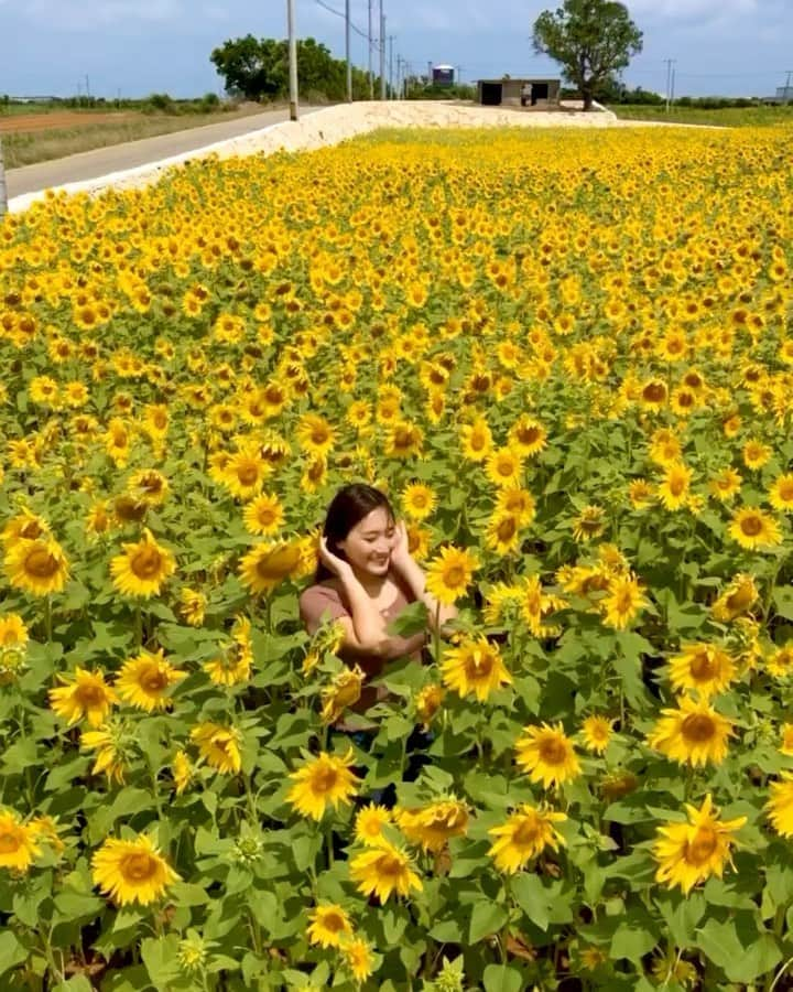 Akiのインスタグラム：「. ひまわり畑🌻宮古島 . ひまわり倒して 上からキビを植えるんだってさ🌿 ひまわりはキビの肥料になるらしい🍯 すごいね🙏🏼♻️ . . . . . #語彙 #宮古島 #宮古島移住 #宮古島旅行 #沖縄旅行 #沖縄移住 #沖縄 #離島 #離島暮らし #宮古島好きな人と繋がりたい #沖縄好きな人と繋がりたい #海好きな人と繋がりたい #日中ハーフ #海のある暮らし #宮古ブルー #国内旅行 #okinawajapan #japan #asiangirls #japanesegirl #okinawa #miyakojima #ひまわり #ひまわり畑 #宮古島ひまわり畑」