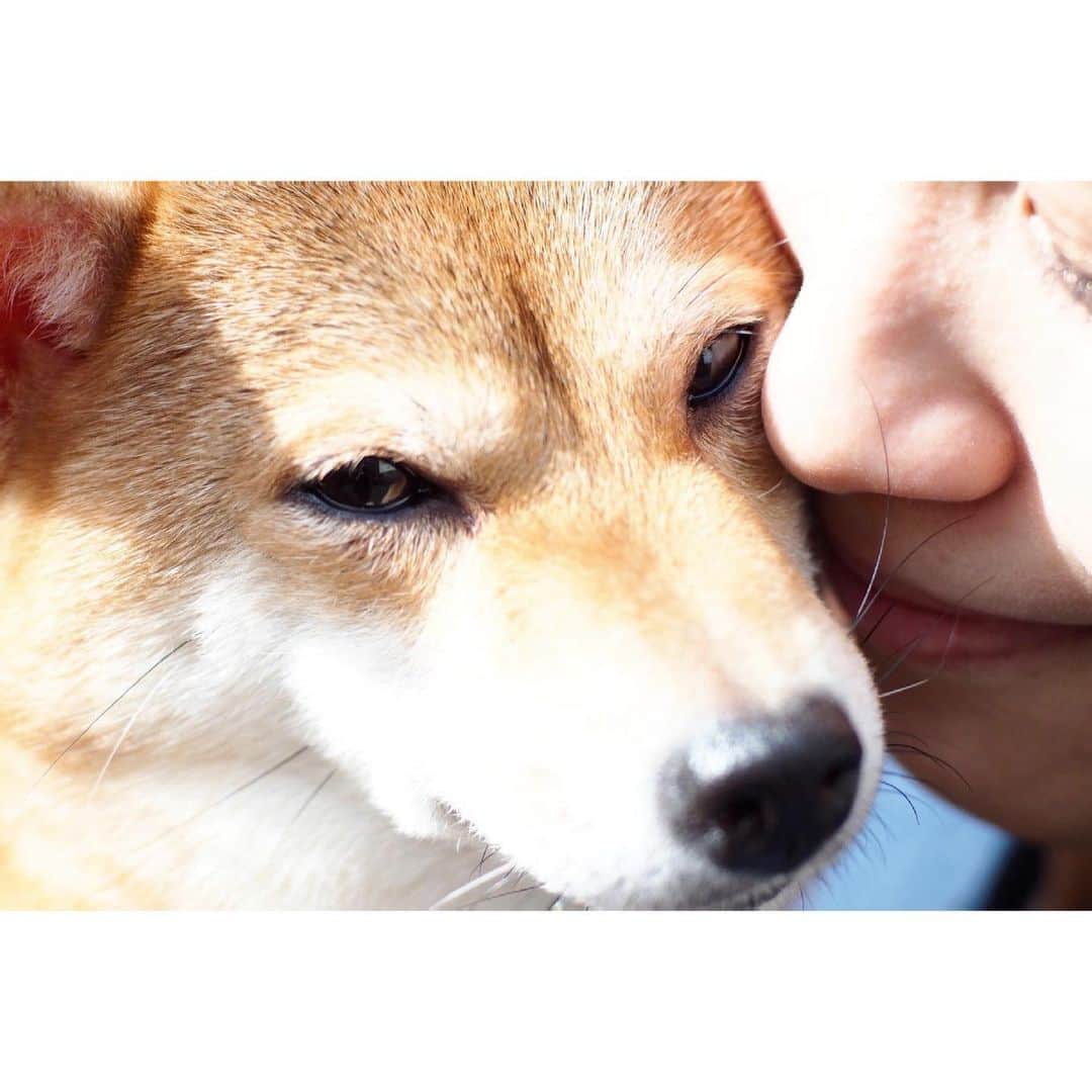 VANRIのインスタグラム：「* How lovely pic!!  おかきくんありがとぉ♡✨ 📸: @masayukikaki   明日からGW?の方もいらっしゃいますよね 昨年に引き続き、おうちGWになりそうですが 笑顔でファイティンです☺︎‼︎  #豆柴 #柴犬 #日本犬 #しばすたぐらむ」