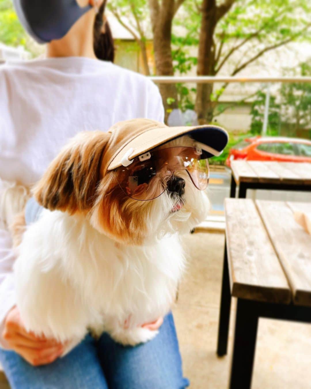 水嶋はちさんのインスタグラム写真 - (水嶋はちInstagram)「Protective Eyewear for Dogs 🐶😎✨ * Dogs need eye protection just as humans do, whether it is protection from the sun’s harmful rays or protection from wind and debris. * * ボクの目は少し前に出ていて、目にゴミが入りやすくて、傷がつきやすい特徴があるので、健康に長生きするためにサングラスをかけています🐶🕶✨✨ ファッションアイテムとしてはもちろんですが、機能性として太陽光も和らげ、瞳を守る役割のあるサングラスはみなさんオススメですよ🐶🕶💕💕💕 * * #6歳以降に白内障にかかるワンちゃんが多くなる #目の保護のためしっかりグラサン #ボクのともだちでグラサンがいちばん似合うのはいおりくん #wanglasses #uv400 99.9%紫外線カットレンズ #はち #HACHI #シーズー大好き部 🕶&🧢@i_m_gallery」4月28日 23時34分 - haruko_mizushima