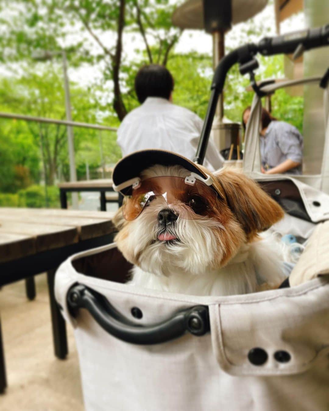 水嶋はちのインスタグラム：「Protective Eyewear for Dogs 🐶😎✨ * Dogs need eye protection just as humans do, whether it is protection from the sun’s harmful rays or protection from wind and debris. * * ボクの目は少し前に出ていて、目にゴミが入りやすくて、傷がつきやすい特徴があるので、健康に長生きするためにサングラスをかけています🐶🕶✨✨ ファッションアイテムとしてはもちろんですが、機能性として太陽光も和らげ、瞳を守る役割のあるサングラスはみなさんオススメですよ🐶🕶💕💕💕 * * #6歳以降に白内障にかかるワンちゃんが多くなる #目の保護のためしっかりグラサン #ボクのともだちでグラサンがいちばん似合うのはいおりくん #wanglasses #uv400 99.9%紫外線カットレンズ #はち #HACHI #シーズー大好き部 🕶&🧢@i_m_gallery」
