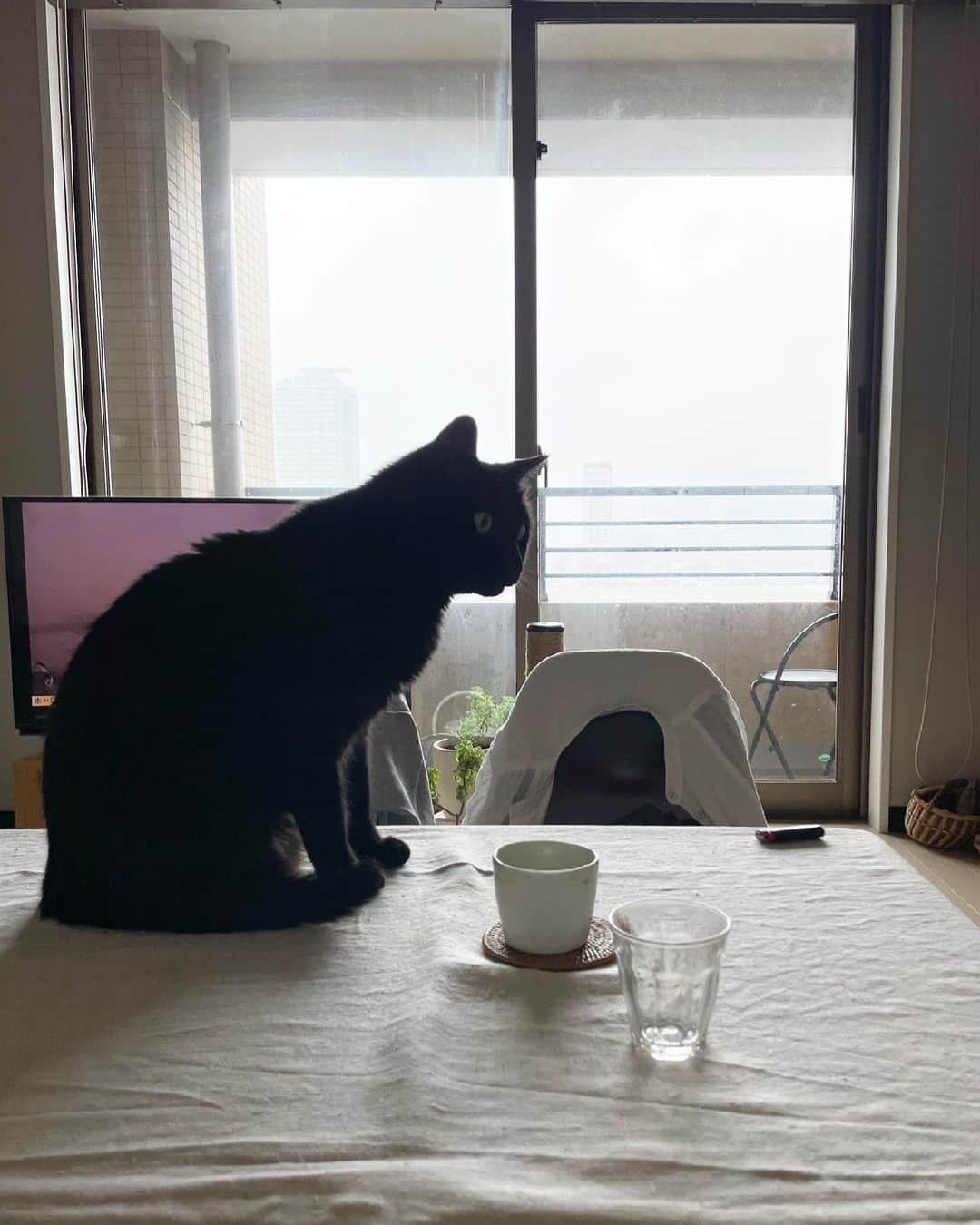 猫沢エミさんのインスタグラム写真 - (猫沢エミInstagram)「雨のGW初日の朝。  テレビをつけると、ルネ・ラルーの《ファンタスティック・プラネット》をやっていて、ちょっと👀え⁉️となる。  1973年に作られたフランスの伝説的なアニメーション映画。多くのアーティストに影響を与えたすごい作品なのたけど、目覚めに見ると、ちょっとギョッとする😅　  あー…進撃の巨人も、ここから多大な影響を受けてるんだなと思いながら、猫兄弟に朝ごはんをあげる。  しかし…1970年生まれの私にとって1973年は、ぜんぜん昔じゃないんだけど、もう48年前なんだよね。で、48年も経つとなんでも伝説化するほど歴史の一コマになっちゃうっていう。  はー…だだの人が、あたりまえのことが、時のマジックで〝骨董品〟になっていくんだなって、半世紀も生きてみるとしみじみ感じるところ。  #猫沢家の猫兄弟　#ピガ兄　#ユピ坊　#猫沢映画館 #仏語原題は〝野生の惑星〟」4月29日 10時31分 - necozawaemi