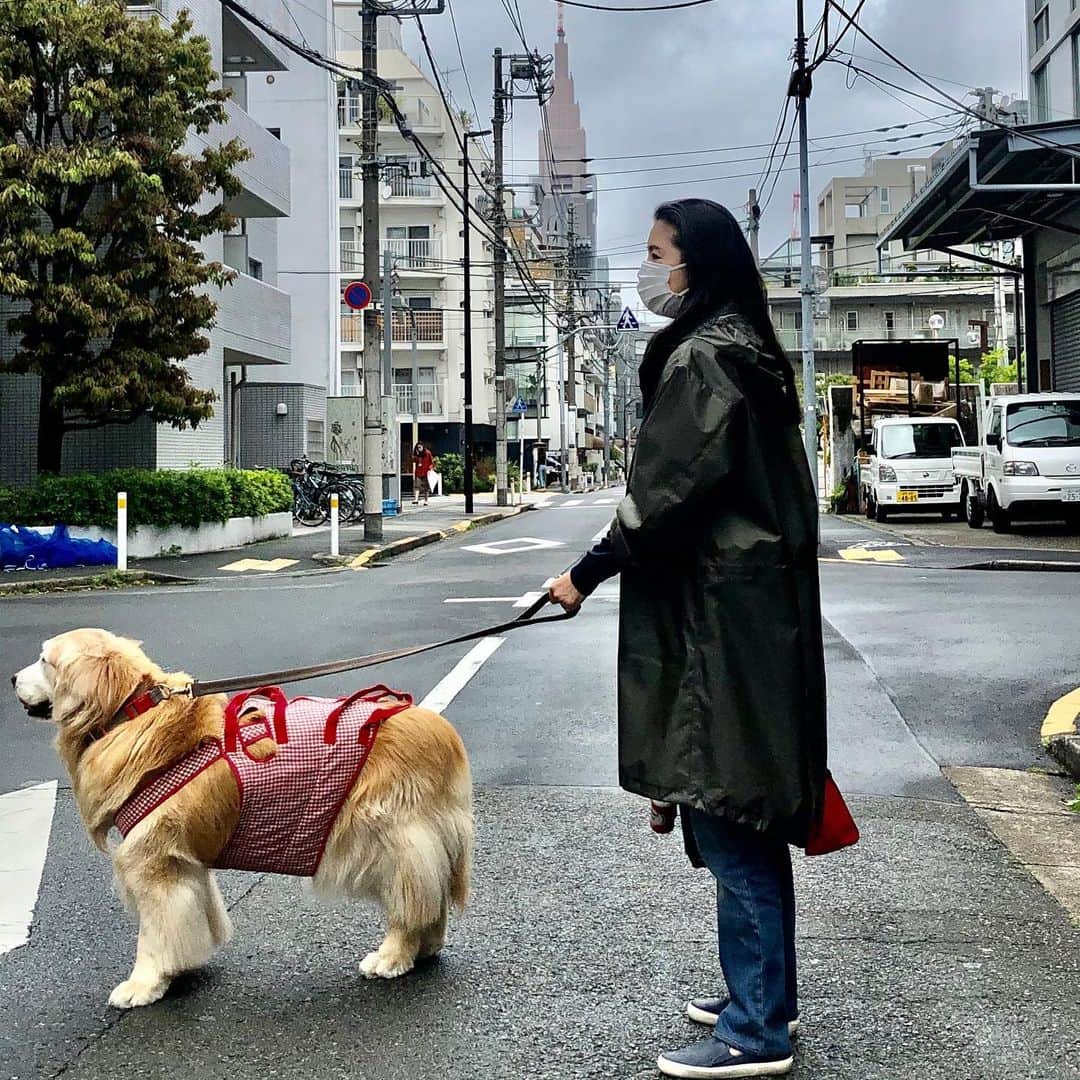 高橋ひとみさんのインスタグラム写真 - (高橋ひとみInstagram)「雨の日のお散歩🐾」4月29日 20時39分 - hitomi_momoe