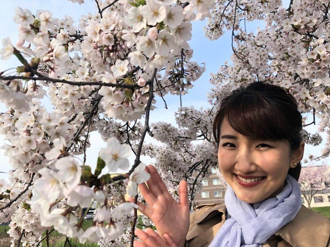 札幌テレビ「どさんこワイド朝」さんのインスタグラム写真 - (札幌テレビ「どさんこワイド朝」Instagram)「昨日から2日間、市内のサクラ映像を生中継でお届けしました！  インスタグラムの方にも お裾分けです。 . . #どさんこワイド朝 #西尾優希  #新川さくら並木 #桜  #花見 #おうち花見」4月29日 12時36分 - dosanko_asa