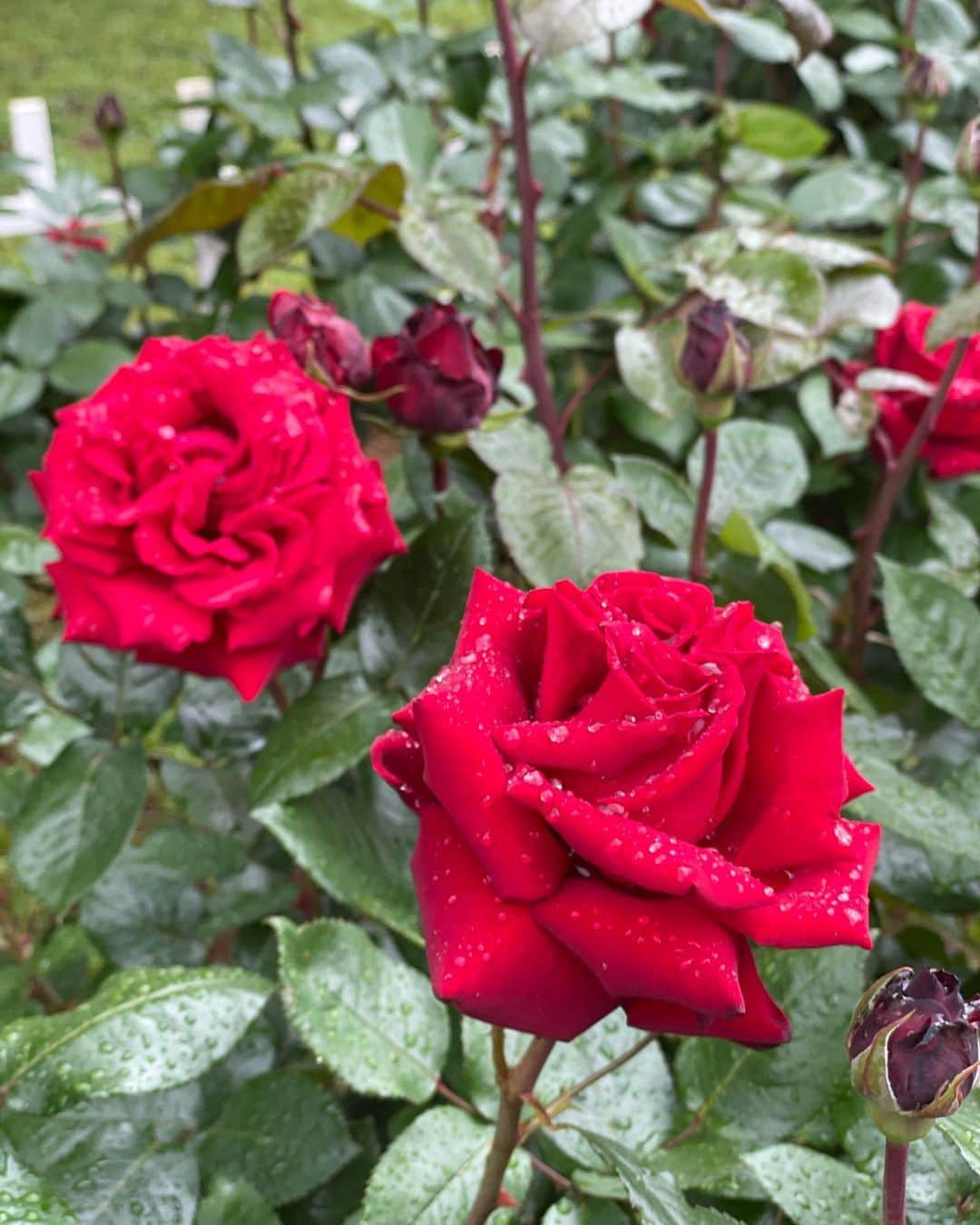 坂元美香さんのインスタグラム写真 - (坂元美香Instagram)「赤い薔薇に雨の雫🌹 作り物みたいに綺麗なのね。 こんなゆっくり薔薇を観賞したことなかったかも。  火、水と一歩も家を出なかったので 今日は近所を1時間ウォーキング。 雨降ってるだけで疲れる。 運動不足にはちょうどいいか。  近いのに滅多に行かない代々木公園。 普段は人が多いから苦手で…😅 一年に一回行くか行かないか。  さすがに今日は警備員さんも見回ってるし ランナーとカラスくらいしかいませんでした。 人間いないからもはやカラス王国！ のびのびとカーカー飛び回ってたよ🦅  カラスがバラをくわえてることろも初めてみた。 なんか、いいな。黒と赤でカッコイイぜ。 後ろにいるかー子（←勝手に命名）に プレゼントするのかな？  これくらい人がいなければ しょっちゅう行くのにな😌  #薔薇 #バラ #カラス #かーくん #代々木公園 #誰もいない #自粛 #みんなお利口さん #渋谷に来ないで」4月29日 17時21分 - mika_saka