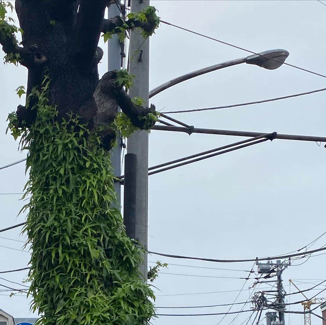 中島侑香さんのインスタグラム写真 - (中島侑香Instagram)「雨と仲良しな彼ら〜 わたしはまだ傘をさしている〜」4月29日 18時00分 - yuukanakashima