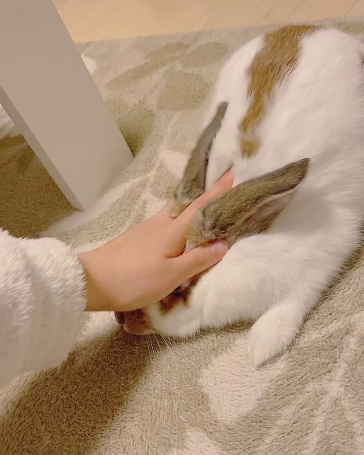 寺前風子のインスタグラム：「あんたほんとは兎じゃなくてお餅なんじゃないの。(何言ってんだ)  #うさぎのいる暮らし #ほーらんどろっぷ   #寺前風子 #モデル #撮影 #モデル撮影 #hairstyle #写真偶像  #followme #followforfollowback #followers #f4follow #l4likes #いいね返し #beautiful #model #girl #picture #20#photo#グラビア#撮影会#Fresh撮影会#アイドル #beauty #loveyourself」