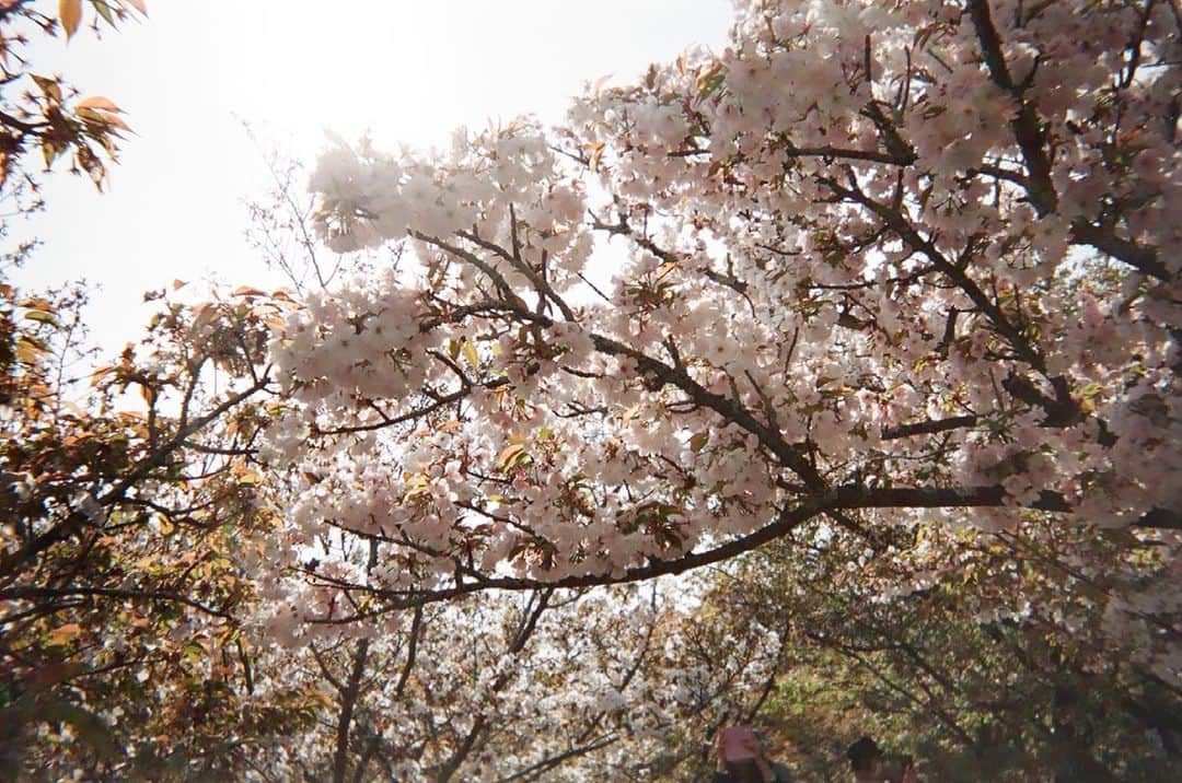川島海荷さんのインスタグラム写真 - (川島海荷Instagram)「🌸🌿  写ルンです、を現像してみたので。」4月29日 21時43分 - umika_kawashima