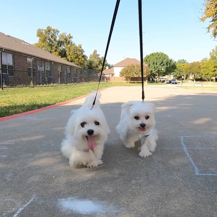 hi.arodのインスタグラム：「Sun out, smile out! 🤩   #sunout#sunouttongueout#smileyface#smilesmilesmile#dogwalk#dogwalking#happydogs#happydoggy#happydoghappylife#happydoglife#happydoggo#happydogday#beautifulweathertoday#letswalk#letswalktogether#walkingdogs#happinessishere#dogsmiles#whatabeautifulday#twodogs#doublethefun#maltese#malteseofinstagram#malteselovers#maltesepuppy#maltesedog#malteseworld#maltese101#maltesegram#malteser」