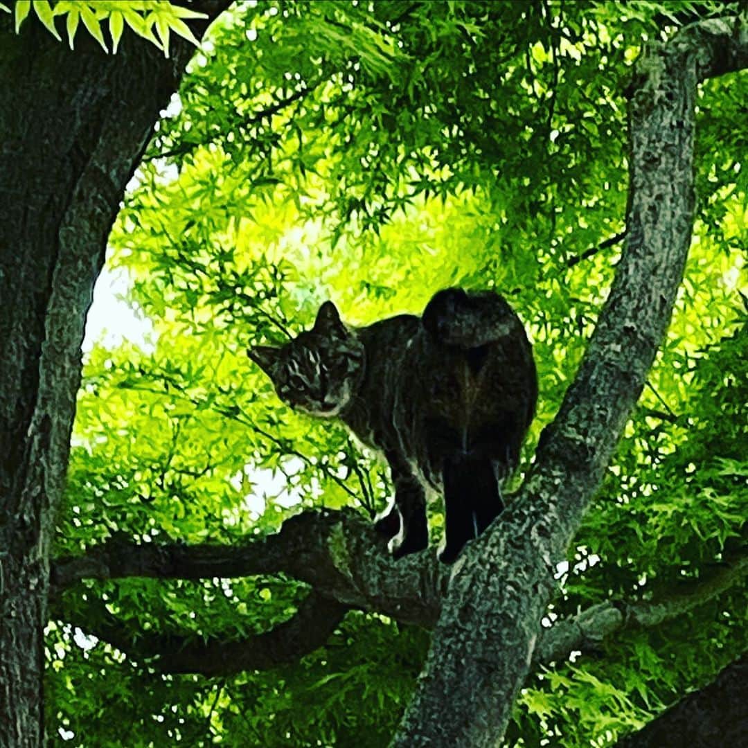 生天目仁美 さんのインスタグラム写真 - (生天目仁美 Instagram)「歩いていたら 木登りしてる猫さんを見かけて 『木に登るんだぁ…』と スマホを構えて近づいて行ったら 急に振り向かれた。 いい顔が撮れたよ☺️ #なばさんぽ」4月30日 1時46分 - naba3po