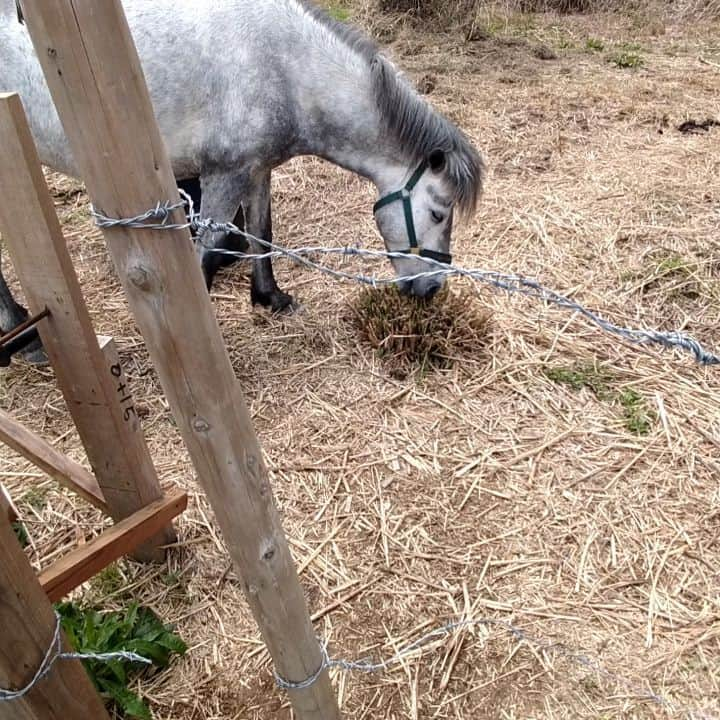 月亭太遊のインスタグラム：「○生活83日目｢新芽たべ太郎｣  #馬 #道産子 #牧場 #farm #horse」