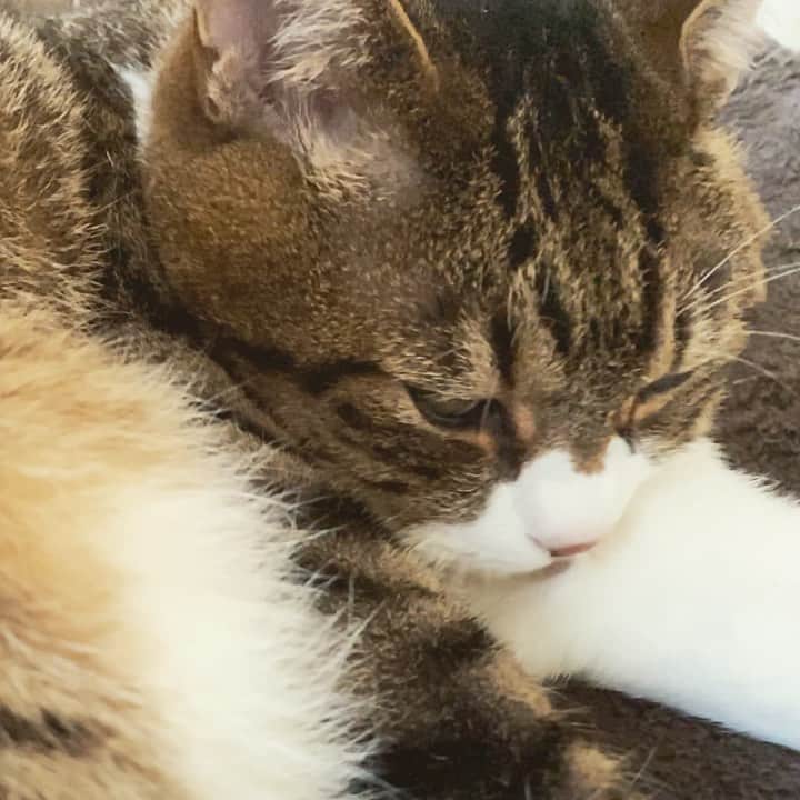 野本かりあのインスタグラム：「思ったより、舌が長かった👅 #lukarly #catsofinstagram #にゃんすたぐらむ」