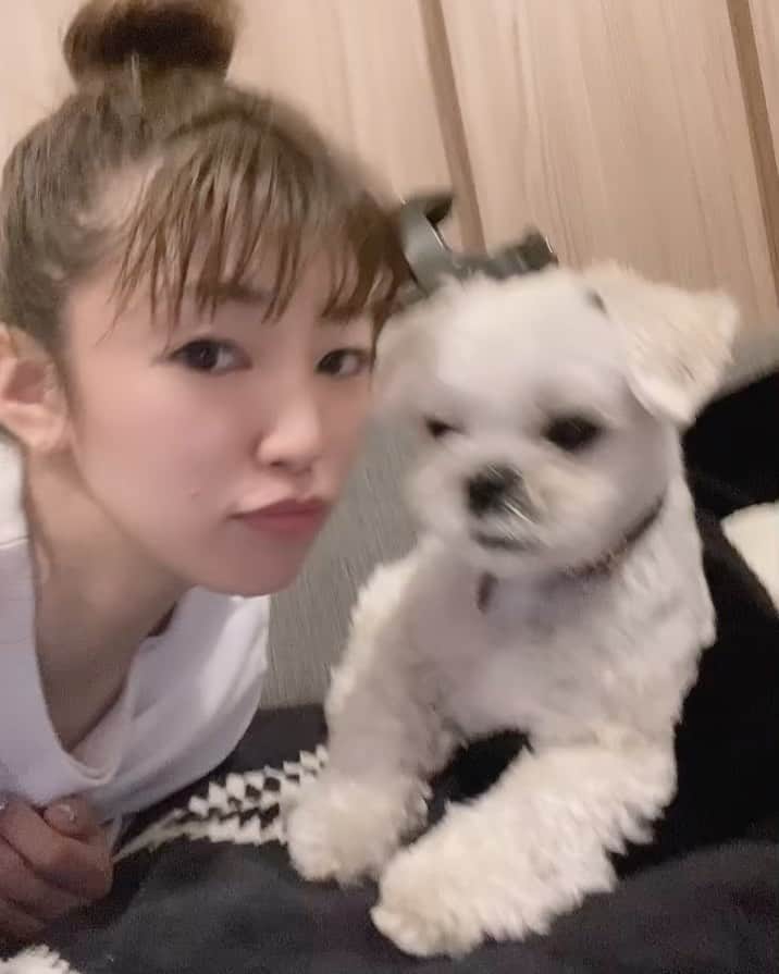 矢代梢のインスタグラム：「🐶パンチ #愛犬 #パンチ #息子 #やんちゃ #しゃくれ #mix #マルペキ #マルチーズ #ペキニーズ #1才」