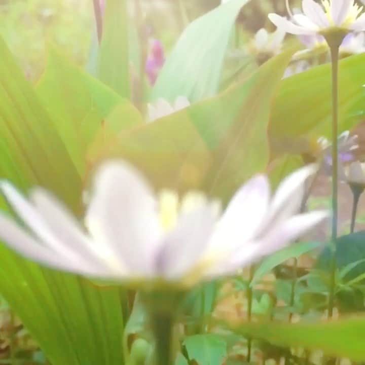 高橋真依子のインスタグラム：「雨上がり。春だ。 毎年この時期に咲いてる気がする花。 #flower#たまにはこうゆうの撮るの好きである#昔から花家系」