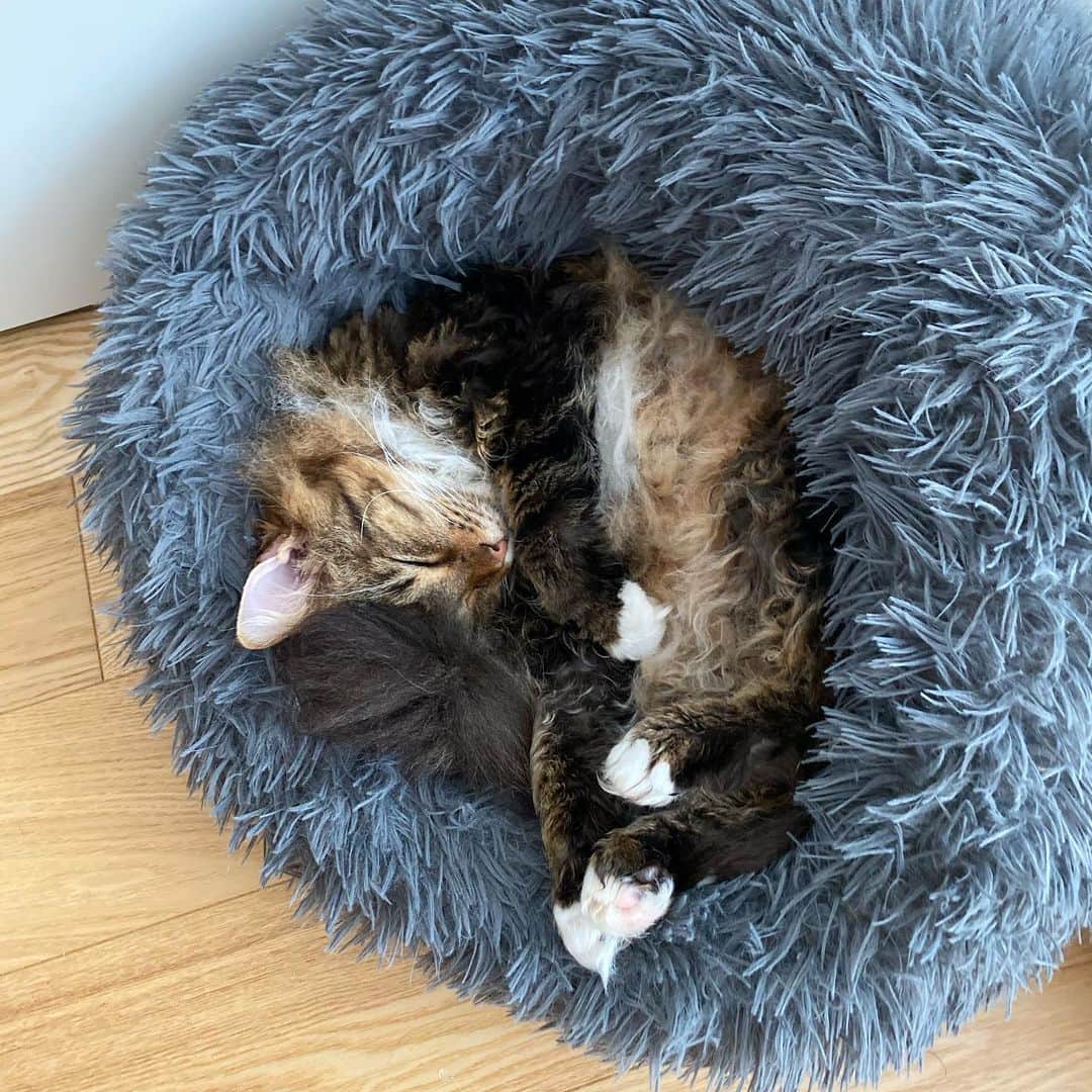 松井玲奈さんのインスタグラム写真 - (松井玲奈Instagram)「ノヴァはよく寝ています。 よく寝る猫は、すぴぴーと寝息を立てがちです。 足の裏の毛、切りたいけど切らせてくれない。みんなどうしているのだろうか。 ちなみにノヴァくんはお腹を絶対に触らせてくれない。 ルナちゃんは誰にでも腹を見せる猫です。それを見ると少し嫉妬。」4月30日 12時40分 - renamatui27