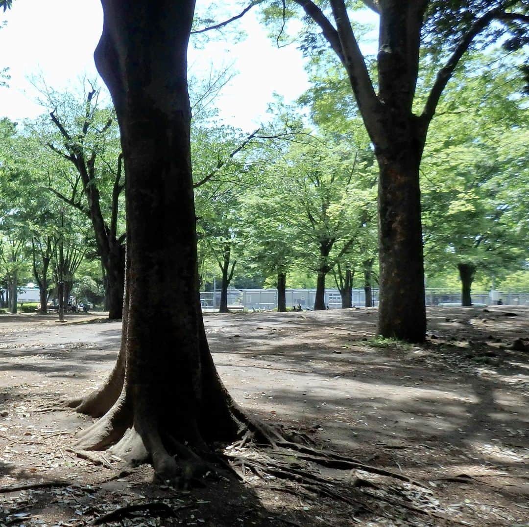 梅本理恵さんのインスタグラム写真 - (梅本理恵Instagram)「公園で深呼吸〜✧︎*。﻿ ﻿ 木々の中での深呼吸、﻿ はぁ、﻿ みずみずしい。﻿ 雨上がりやからかなー。﻿ ﻿ いつものウォーキングコースを﻿ 今日はサイクリング🤍﻿ ﻿ すごく久しぶりの自転車に﻿ ちょっとワクワク。﻿ おもしろかった🤍﻿ ﻿ 帰り際、私の手の甲に﻿ アリ発見！﻿ びっくりしすぎて﻿ 腕を思いっきり﻿ 振ってしまいました。﻿ アリンコ草むらに無事着地。﻿ よかった♡﻿ ﻿ 自然はだいすきですが﻿ 虫全般苦手です。。﻿ ﻿ ﻿ ﻿ ﻿ ﻿ ﻿ オリンパスコンパクトデジタルカメラで撮ってみました。久しぶりに引っ張りだす。写真の質感すきかも🤍 #深呼吸しよう #深呼吸 #公園 #公園コーデ #公園フォト #公園散歩 #サイクリング #笑顔が一番 #ほっこりします #たのしかった #良い天気 #木漏れ日 #美活 #美容 #アラフィフライフ #はんなり #美魔女 #梅本理恵 #今日もありがとう ☺︎」4月30日 16時23分 - rie___12ki