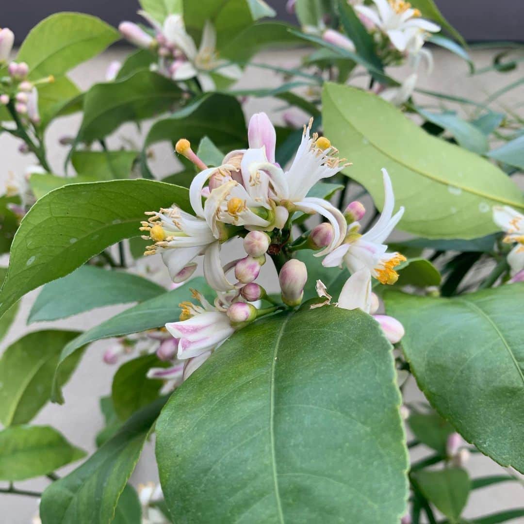 上野樹里さんのインスタグラム写真 - (上野樹里Instagram)「皆さん！お久しぶりの投稿です。 撮影の合間に、家庭菜園始めました🍅 1枚目プチトマトとバジル、 2枚目ラディッシュの芽（間引き後） 3枚目ラディッシュの間引いた芽（今夜のサラダに盛る用）🥗🥢 4枚目メイヤーレモンの木の花🌳 5枚目タヒチライムの木の花←葉に棘もなく、花はとってもいい香り😉✨ 柑橘にはクロアゲハ🦋が来るそうなので葉を食べ尽くされない様に、工夫する必要があります🐛 6枚目はブーも映ってます🐶 鑑賞していて楽しめるように、植木鉢やオベリスク（今は未だ仮の物）も拘りました。 ラディッシュはスピード野菜&初心者に向いているそうなのでチャレンジしました⭐️ レミさん宅の庭は、南向きなので、サツマイモのプランターを置かせていただきました😆🍠幼稚園以来の収穫が今から楽しみです。  皆さん、体に気をつけておうちご飯楽しみましょう😄  #家庭菜園 #プチトマト栽培  #ラディッシュ栽培  #メイヤーレモンの木 #タヒチライムの木」4月30日 16時26分 - _juri_art_