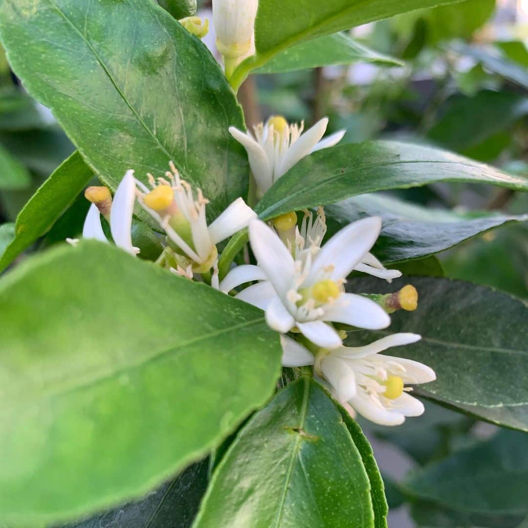 上野樹里さんのインスタグラム写真 - (上野樹里Instagram)「皆さん！お久しぶりの投稿です。 撮影の合間に、家庭菜園始めました🍅 1枚目プチトマトとバジル、 2枚目ラディッシュの芽（間引き後） 3枚目ラディッシュの間引いた芽（今夜のサラダに盛る用）🥗🥢 4枚目メイヤーレモンの木の花🌳 5枚目タヒチライムの木の花←葉に棘もなく、花はとってもいい香り😉✨ 柑橘にはクロアゲハ🦋が来るそうなので葉を食べ尽くされない様に、工夫する必要があります🐛 6枚目はブーも映ってます🐶 鑑賞していて楽しめるように、植木鉢やオベリスク（今は未だ仮の物）も拘りました。 ラディッシュはスピード野菜&初心者に向いているそうなのでチャレンジしました⭐️ レミさん宅の庭は、南向きなので、サツマイモのプランターを置かせていただきました😆🍠幼稚園以来の収穫が今から楽しみです。  皆さん、体に気をつけておうちご飯楽しみましょう😄  #家庭菜園 #プチトマト栽培  #ラディッシュ栽培  #メイヤーレモンの木 #タヒチライムの木」4月30日 16時26分 - _juri_art_