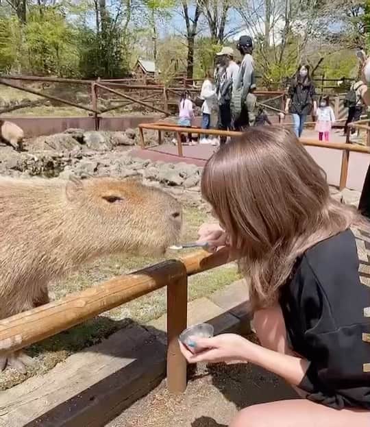 りなのインスタグラム：「1ヶ月過ぎてます。誕生日😃w でも本当に動物園行きたかったから 嬉しかった(∩´∀｀)∩ﾜｰｲ  お前いないの？て言われて 何の事かとおもたら ゴリラ探してた😊👊🏼  これからたまには昼間出かけたいな😆  写真が私の後ろ姿ばっかり。笑  馬に関してはまぢ最高すぎた  #動物園#楽しすぎ#最高」