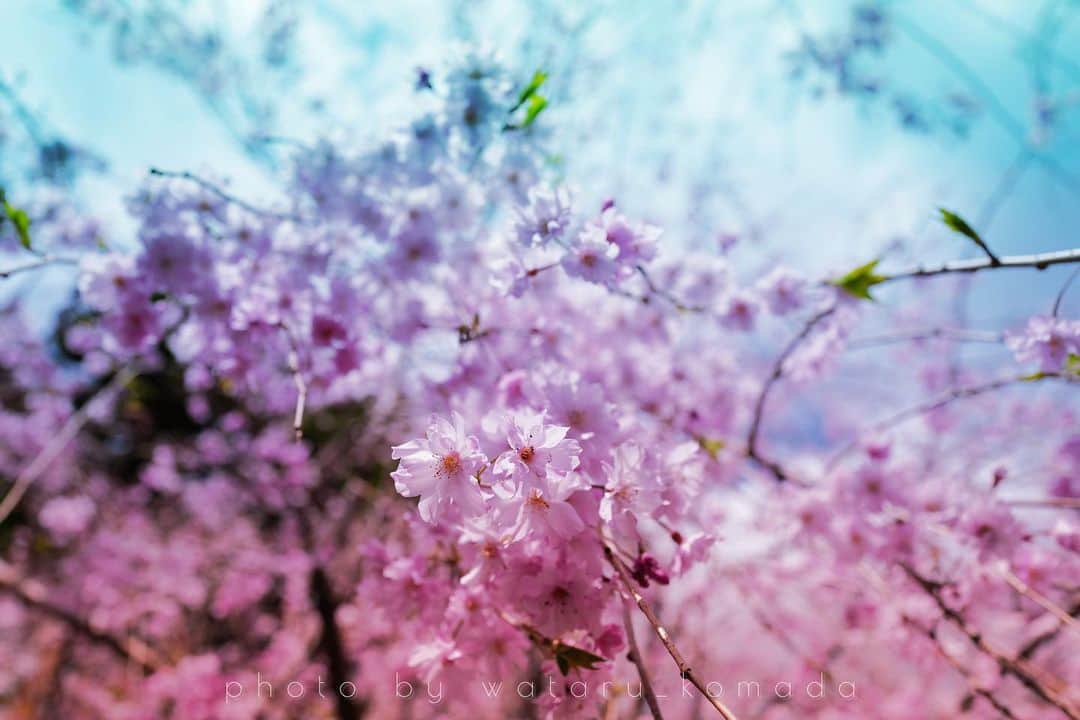 駒田航さんのインスタグラム写真 - (駒田航Instagram)「See ya, SAKURA.  #photo #photographer #leica #leicaq2 #instapic  #instaphoto #japan #sakura #sky #view」4月30日 19時26分 - wataru_komada