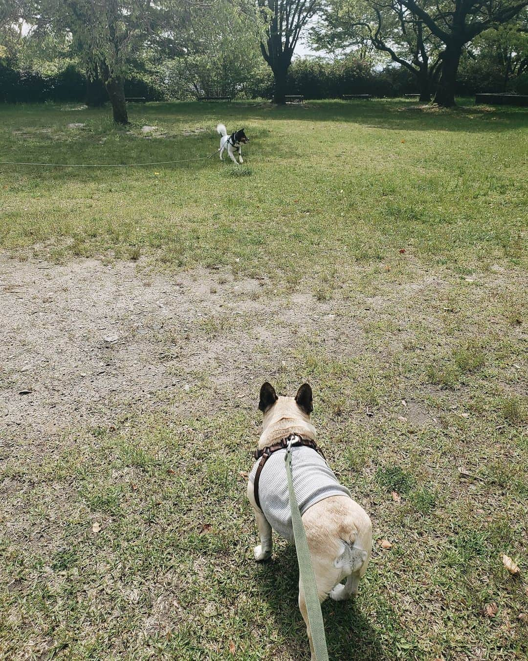 tamiさんのインスタグラム写真 - (tamiInstagram)「* #マッシュとレノン *  お散歩～～🐕  車大好きレノン🐺 最後の動画の後、自力でよじ登って乗車したよ🚗  (最近コメントのお返事出来てなくてごめんなさい🙏)  * #犬との暮らし#いぬのきもち #フレンチブルドッグ#雑種犬 #多頭飼い#元保護犬#里親 #犬バカ部#犬のいる暮らし #お散歩」5月1日 9時16分 - tami_73