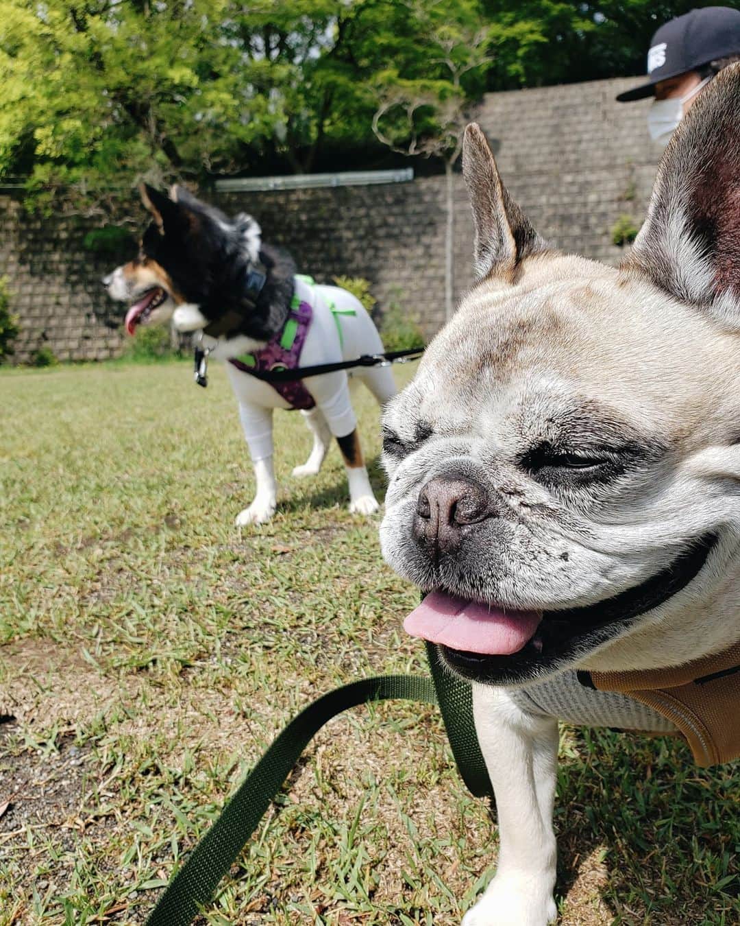 tamiさんのインスタグラム写真 - (tamiInstagram)「* #マッシュとレノン *  お散歩～～🐕  車大好きレノン🐺 最後の動画の後、自力でよじ登って乗車したよ🚗  (最近コメントのお返事出来てなくてごめんなさい🙏)  * #犬との暮らし#いぬのきもち #フレンチブルドッグ#雑種犬 #多頭飼い#元保護犬#里親 #犬バカ部#犬のいる暮らし #お散歩」5月1日 9時16分 - tami_73